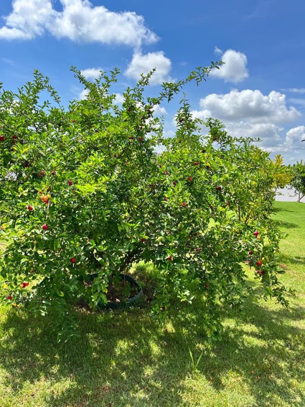 492013587_1201509688647385_6074726301929913752_n