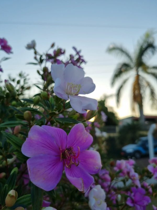 514650387_18055695818361605_6421420997628121719_n