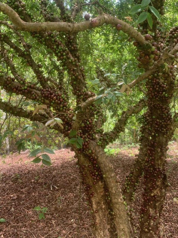 a4c9d250-d111-4de7-8353-054e79eae9e2